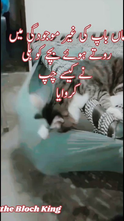 Mother Cat Singing Lullaby While Rocking Baby to Sleep – Cutest Moment Ever!