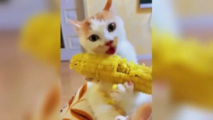 "Try Not to Laugh 😆 | Funny Moments Compilation | The Smile Club"