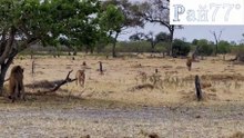 Хитрая львица привлекла внимание льва, чтобы другой самец атаковал первым