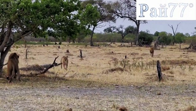 Хитрая львица привлекла внимание льва, чтобы другой самец атаковал первым