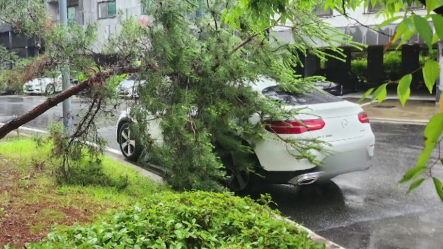 대전 유성구서 공원 나무 쓰러져...주차 차량 피해 / YTN