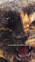 Cat's Fury Unleashed!