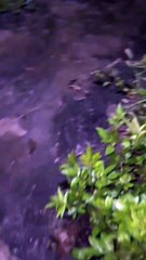 Guys, do you know what it is?