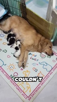 Golden Retriever Adopts Stray Kittens! �❤️ #DogDad