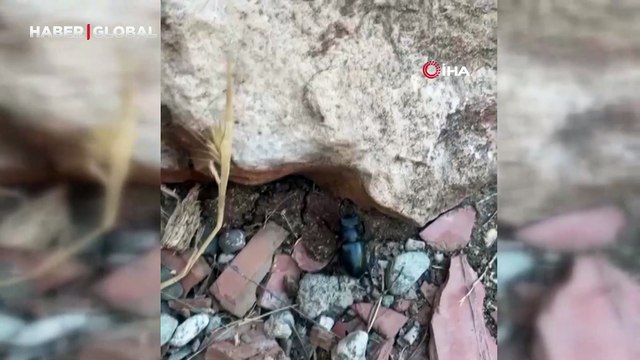 Nesli tükenme tehlikesi altında bulunan böcek türü geyik böceği böyle görüntülendi