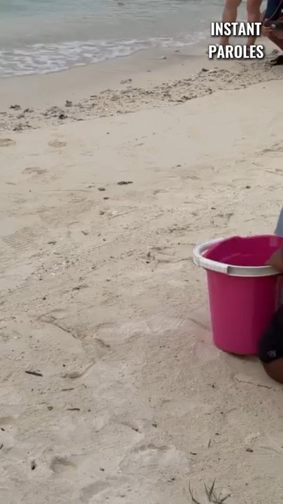 Ces bébés tortues quittent le seau puis se précipitent immédiatement vers l’eau