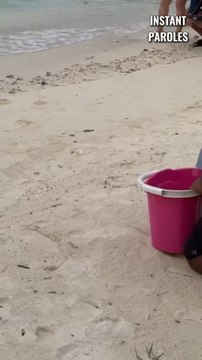 Ces bébés tortues quittent le seau puis se précipitent immédiatement vers l’eau