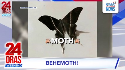 Tropical swallowtail moth, naglipana sa iba't ibang bahagi ng Metro Manila at kalapit-probinsya #shorts | 24 Oras Weekend