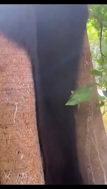 That's No Bark, It's an Army of Legs