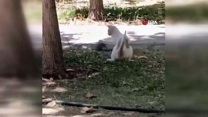 Diyarbakır’da ezber bozan görüntü: Fare yavru kediye saldırdı