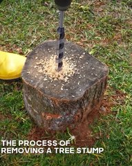 Here's how you can remove a tree stump from your backyard!🔥