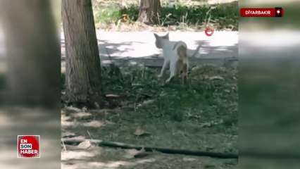 Diyarbakır'da ezber bozan görüntü: Fare yavru kediye saldırdı