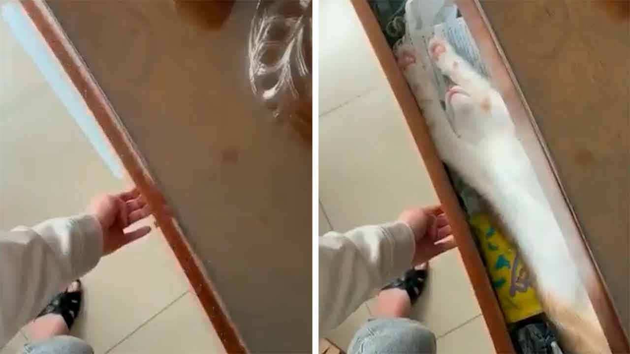 Video zeigt Katze beim geheimen Nickerchen – Tausende Internetnutzer amüsiert