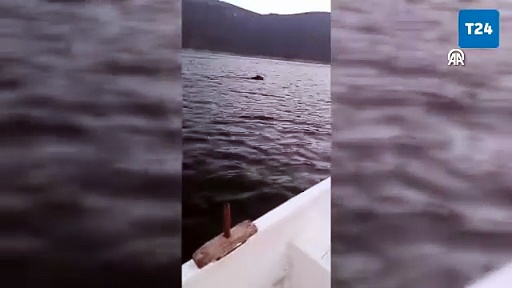 Tekneyle göle açıldı, yüzen bir ayı gördü!