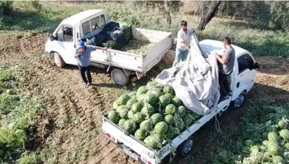 Çukurova’dan sonra Türkiye’nin gözü burada... Aydın karpuzu için pazarcılar gün doğmadan sıraya giriyor
