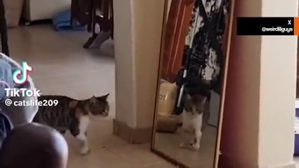 Kissa reagoi hulvattomasti nähdessään itsensä peilistä ensimmäistä kertaa