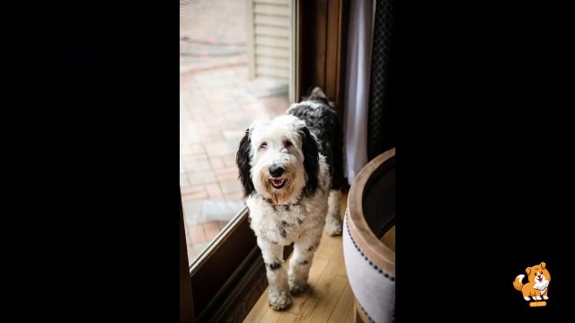 How To Trim Dog's Nails _ V11 _ Cute Dog Videos _ Dogs _ Puppy _ Dog _ Cute _ Funny Dogs _ Mr Dog