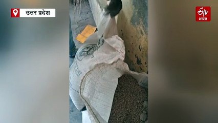 अमेठी में बोरियां खोलते ही कोटेदार के उड़े होश; गेहूं की बोरियों में निकला नमक और मिट्टी, मामले की जांच शुरू