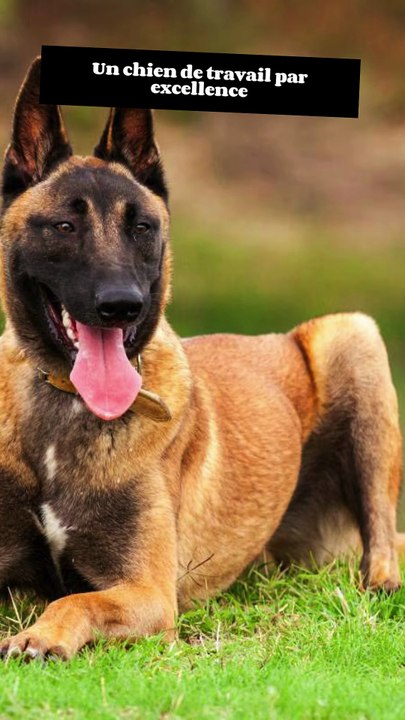 3 choses à savoir sur le berger malinois