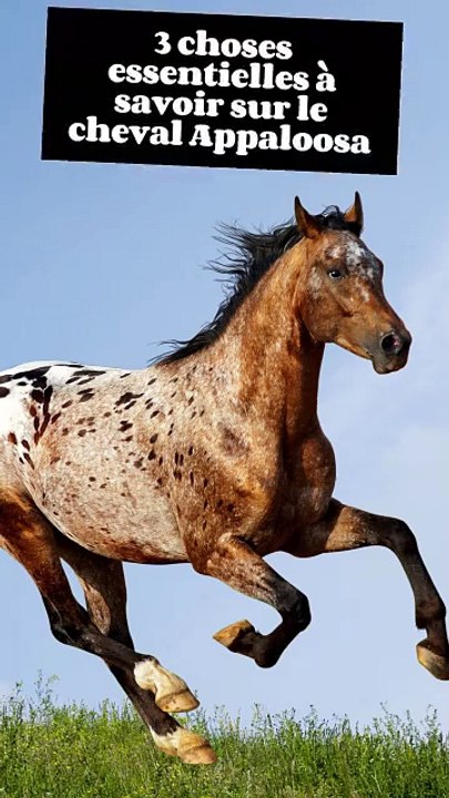 Une robe tachetée unique et spectaculaire