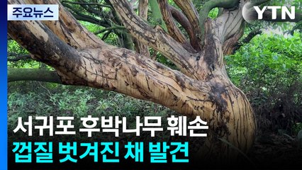 약재 노렸나?...서귀포 후박나무 수십 그루 껍질 벗겨져 / YTN