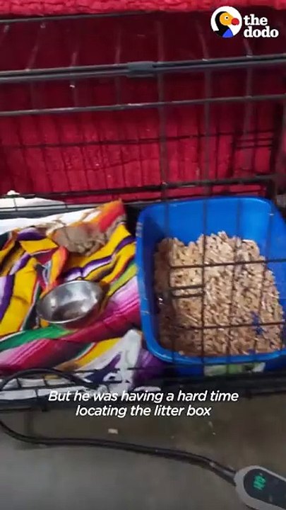 Scruffy Feral Cat Transforms Into Blue-Eyed Beauty Who Loves Cuddles 💙🐾