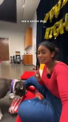 Senior Pittie Walks Red Carpet For Her Movie Night Premiere 🍿❤️ #FreedomTherapy