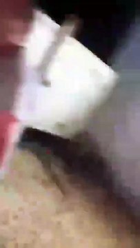 Attaque de colons israéliens à Yatta : des Palestiniens visés par des tirs dans un élevage de volailles