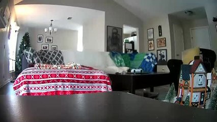 Cat Pushes His Sister Off Bed