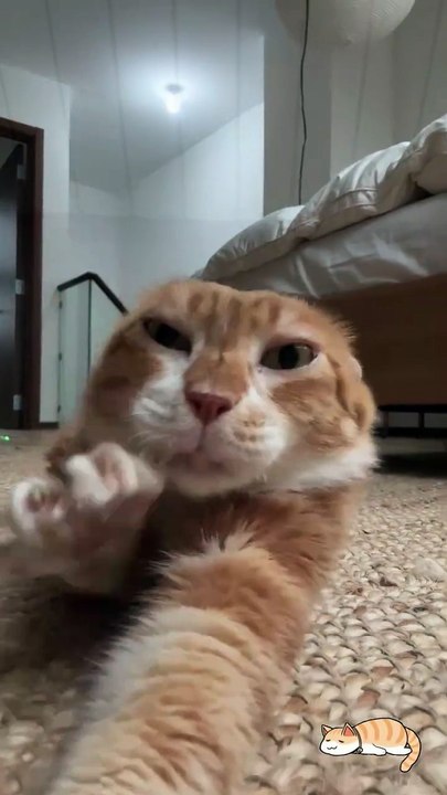 cool cat