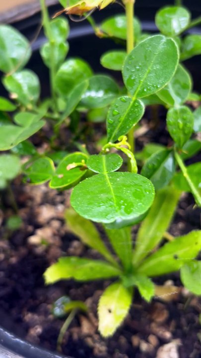 It's hot so I spray water to refresh my kaffir lime