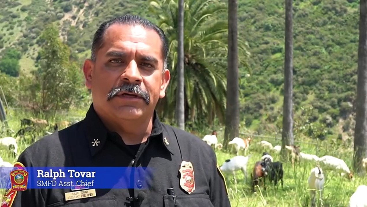 Cabras en montañas de California disminuyen riesgo de incendio forestal