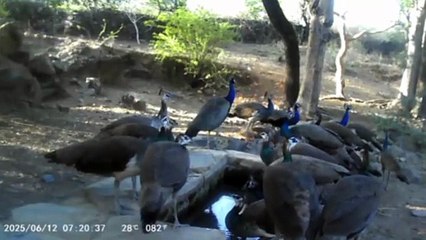 भीलवाड़ा में 70 पैंथर,  भालू व भडिये भी दिखे