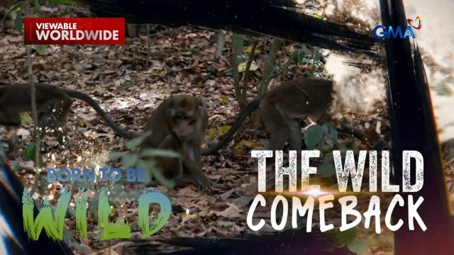 Mga na-rescue na unggoy, paano nga ba hinahanda kapag iri-release na sa wild? | Born to be Wild