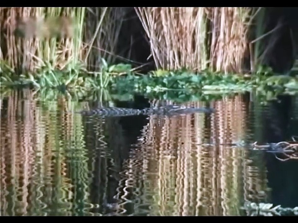 Ein Colt für alle Fälle S04E03-Der Piratenschatz