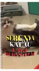 Cat behavior while fighting