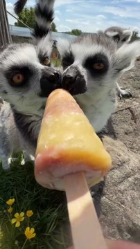 Super-cute meercats cool off with ice-lollies during heatwave