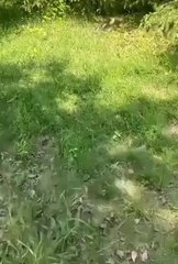 #cuteanimal #short #anmals