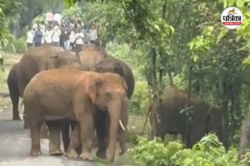 आधा दर्जन हाथियों का दल