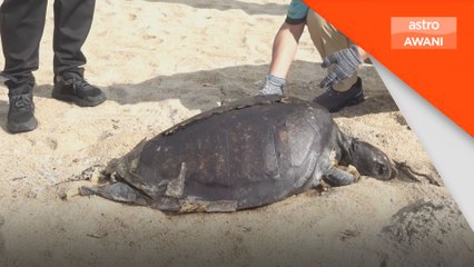 Manusia punca utama kematian penyu