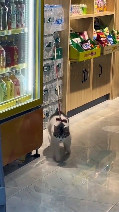 Kittens vs baby boys new viral funny video 😂📸 kittens viral funny video 📸 #shorts #shortvideos #viralvideos #viralshorts #funny #funnyvideos #comedy #kids #kittens #babys #kids #love #care