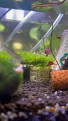 Not tiger but look like a tiger