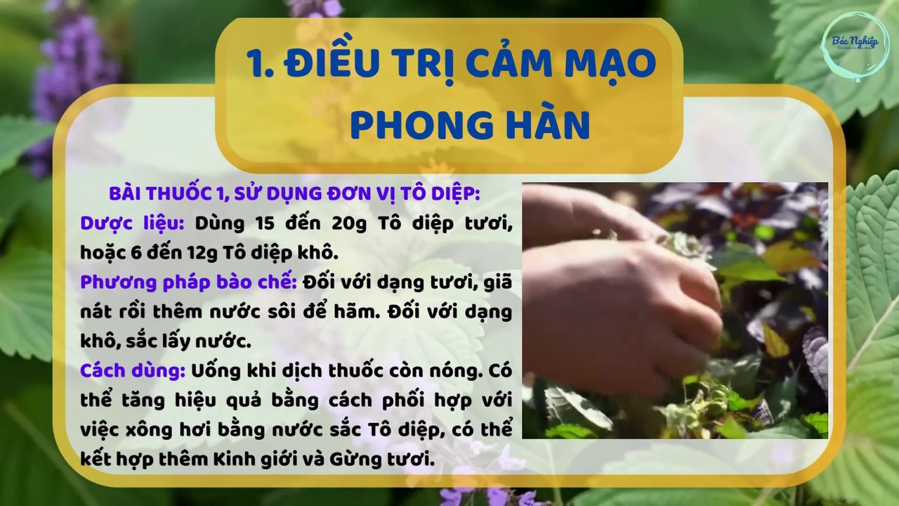 Cây thuốc và vị thuốc Việt Nam: PHẦN 2 - CÁC BÀI THUỐC DÂN GIAN HAY TỪ CÂY TÍA TÔ
