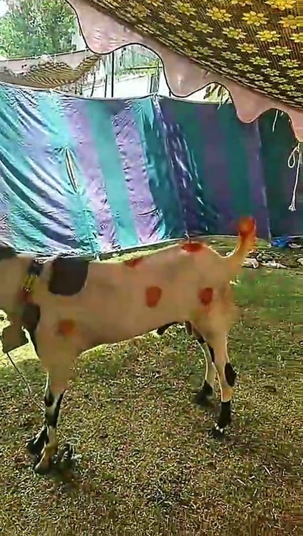 ⁣Cows. Sounds of animals and birds