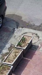 Nevla,  sounds of animals and birds