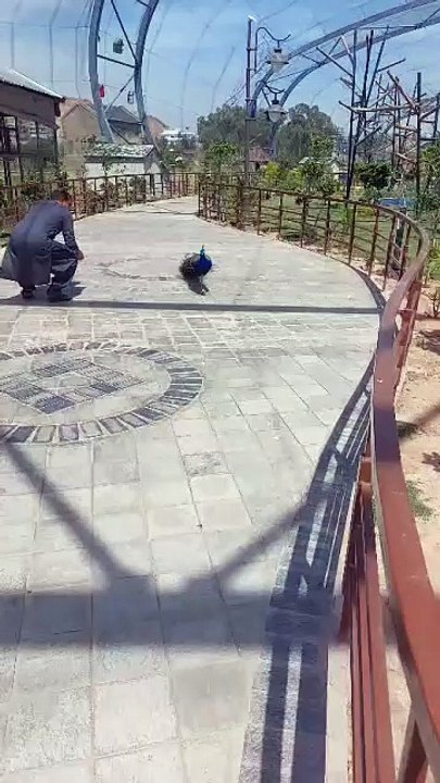 Peacock.  Birds nd animals