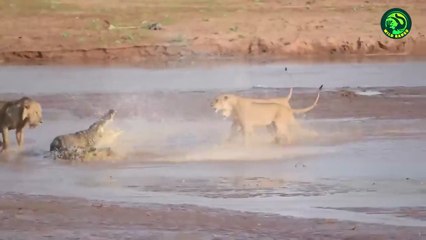 19 Most Brutal Fighting Moments Between Savage Predators