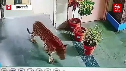 अमरावतीतील राज्य राखीव पोलीस दल कार्यालयात बिबट्याचा फेरफटका, पाहा व्हिडिओ