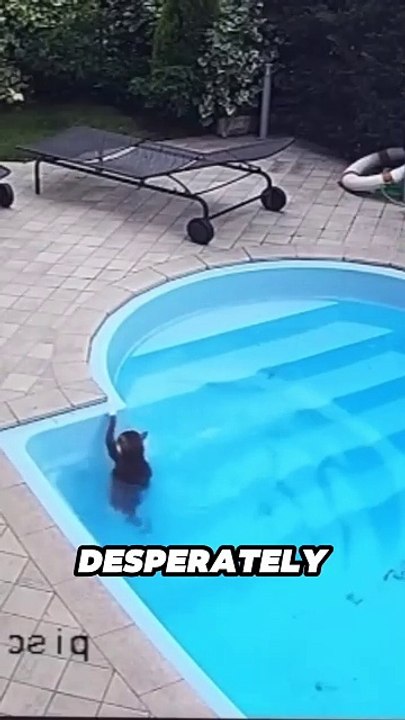 "When Your Cat Forgets It's Literally Waterproof 🌊"
