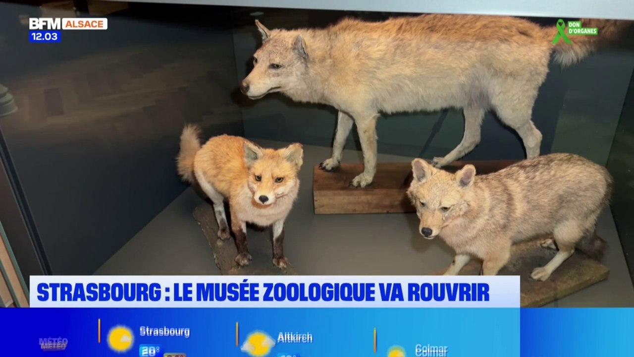 Strasbourg: le musée zoologique rouvre ses portes après six ans de travaux